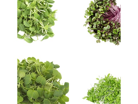 fresho! Exotic Microgreens Combo, 50 g