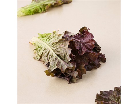 fresho! Lettuce - Concorde, Hydroponically Grown, Red, Approx 100 - 125 g