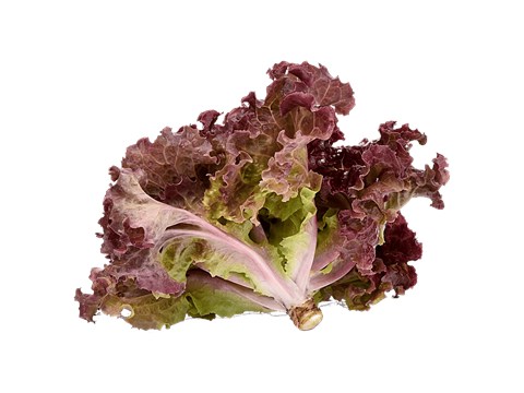 fresho! Lettuce - Black Rose Red, Hydroponically Grown, 100 - 125 g