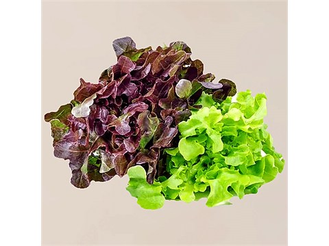 fresho! Lettuce Mix - Hydroponically Grown, 100 g