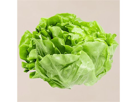 fresho! Lettuce - Star Fighter, Hydroponically Grown, Green, 100 - 125 g