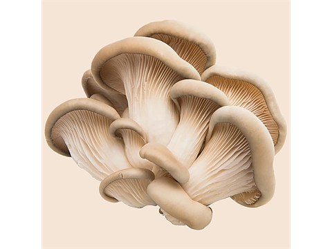 fresho! Oyster Mushrooms - Dried, 100 g