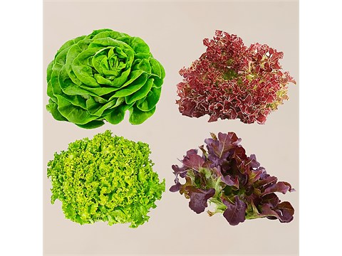 Simply Fresh Fresh Lettuce Mix Box - Hydroponically Grown, 100 g