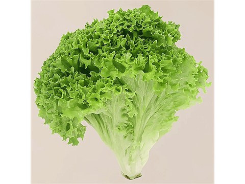 fresho! Summer Crisp Lettuce - Hydroponically Grown With Live Roots, 1 pc