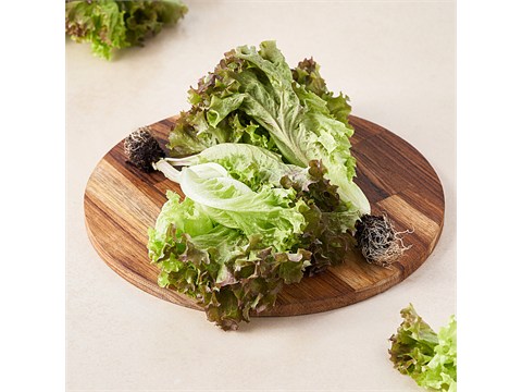 fresho! Lollo Rosso Lettuce - Hydroponically Grown With Live Roots, 1 pc