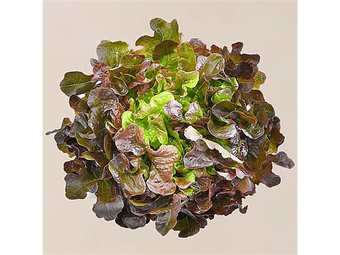 fresho! Red Oak Lettuce - Hydroponically Grown With Live Roots, 1 pc
