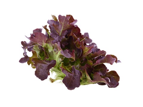 fresho! Lettuce - Concorde Green, Hydroponically Grown, 100 - 125 g