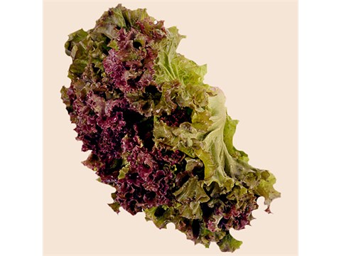 fresho! Lollo Rossa, 250 g