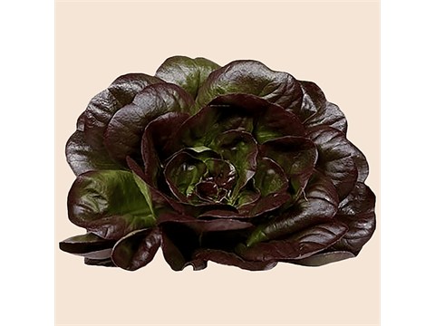 fresho! Lettuce Butterhead - With Roots, Red, 1 pc