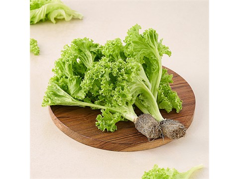 fresho! Green Coral Lettuce - Hydroponically Grown With Live Roots, 1 pc