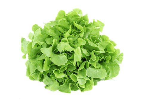 Farmogo Green Oak Lettuce - Hydroponically Grown With Live Roots, 1 pc
