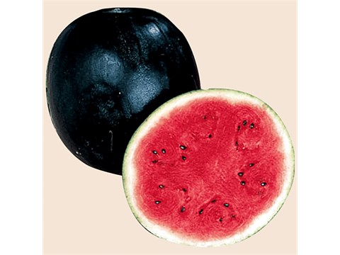 fresho! Watermelon - Crimson Red, 1 pc
