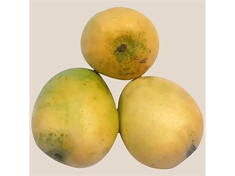 fresho! Jawaharpasand Mango, 1 kg