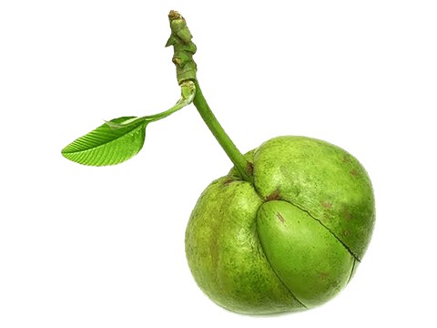 fresho! Elephant Apple/Chalta, 1 kg