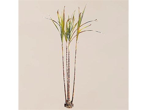 fresho! Sugarcane - Whole, 1 pc