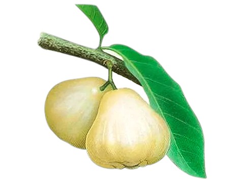 fresho! Wax Apple/Jamrul, 250 g