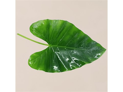 fresho! Colocasia Leaf - Organically Grown, 10 pcs