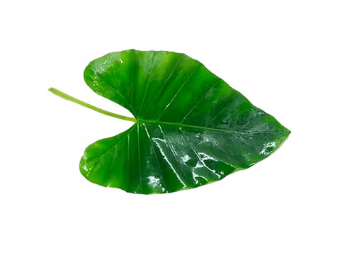 fresho! Colocasia Leaf, 10 pcs