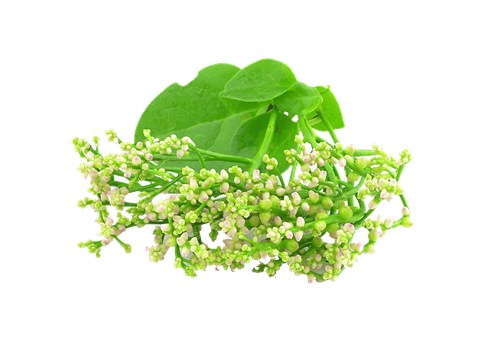 fresho! Malabar Spinach Flowers, 1 pc