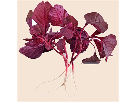fresho! Amaranthus - With Roots, 500 g