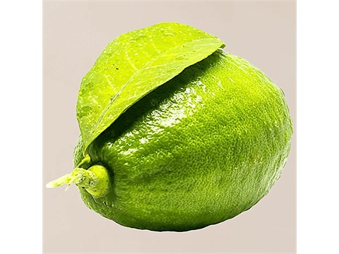 fresho! Kaji Lemon, 1 pc