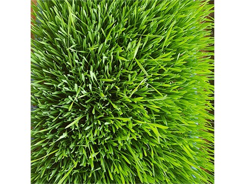 fresho! Wheatgrass Microgreens, 50 g