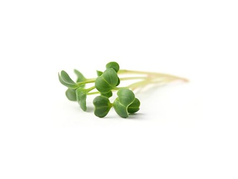 fresho! Microgreens Radish - Living Plant, Green, 1 pc