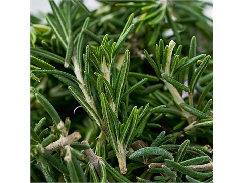 fresho! Rosemary, 50 g