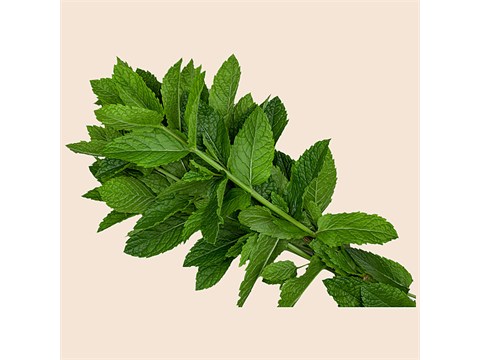 fresho! Mint Leaves With Roots, 100 g