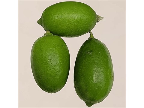 fresho! Gandharaj Lemon, 1 kg