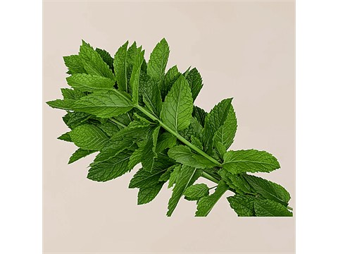fresho! Mint Leaves - With Roots, 1 kg