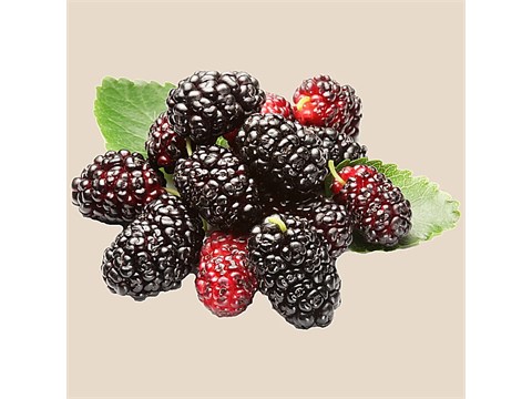 fresho! Mulberry - Organically Grown, 125 g